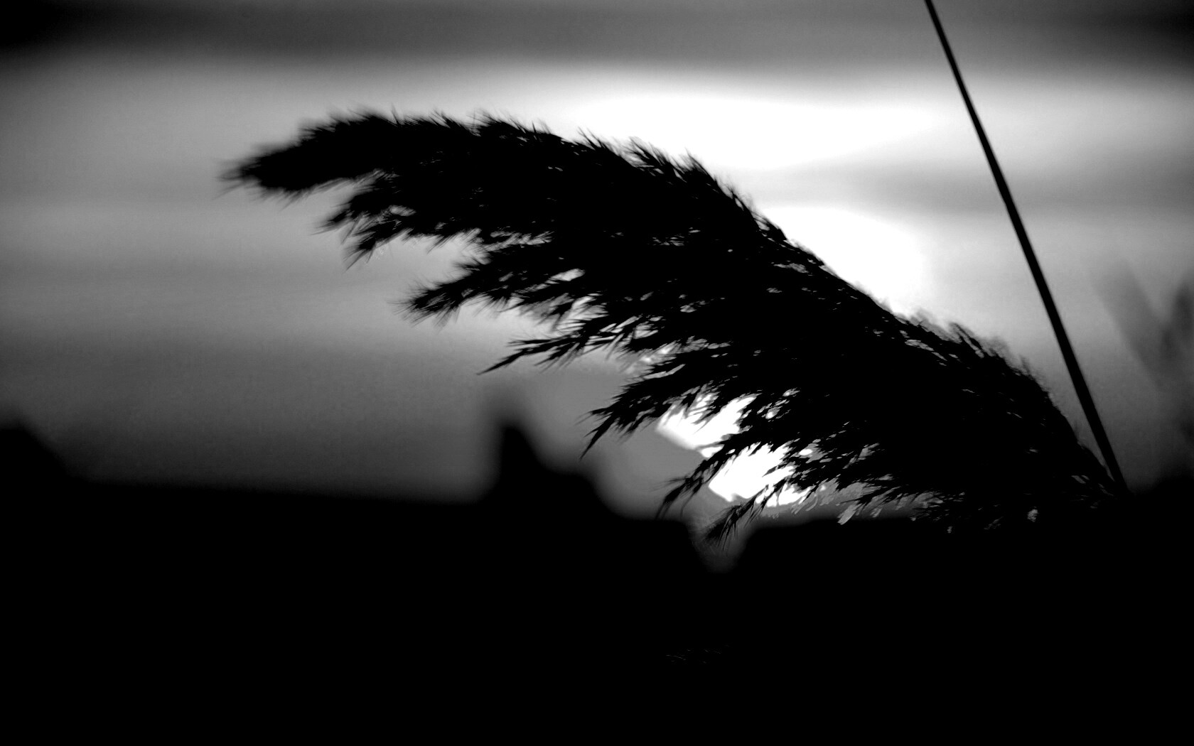 Камыш на закате обои