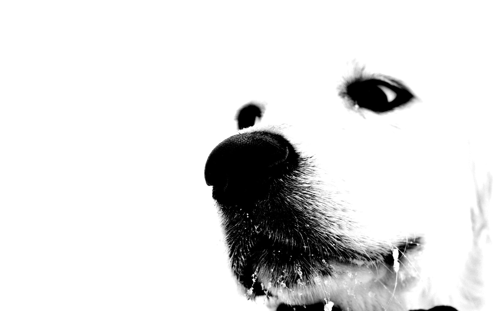 Белый пёсик обои