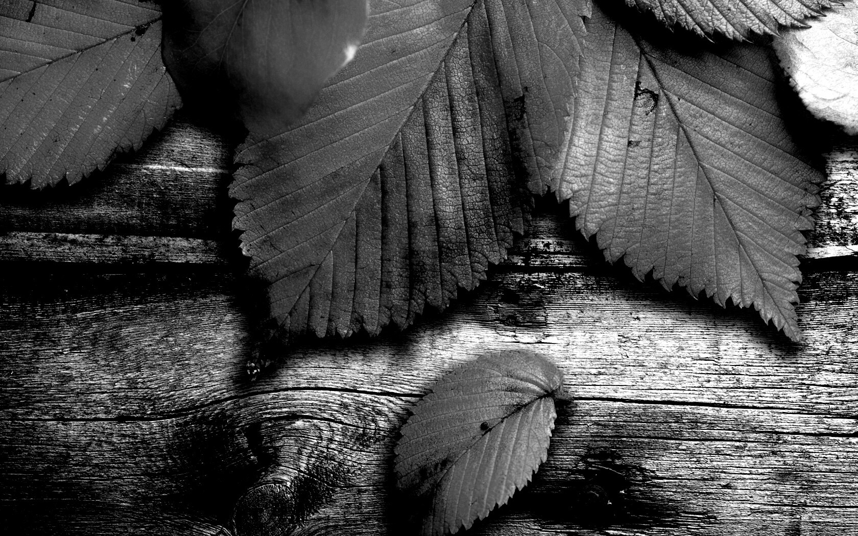 Красиво разложенные листья обои