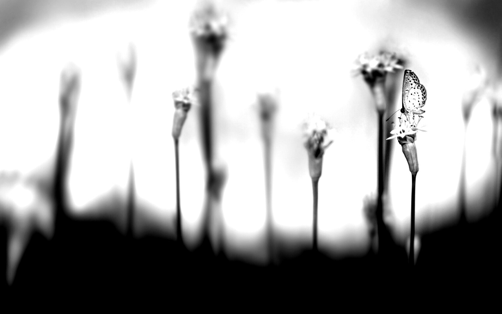 Бабочка на цветке обои