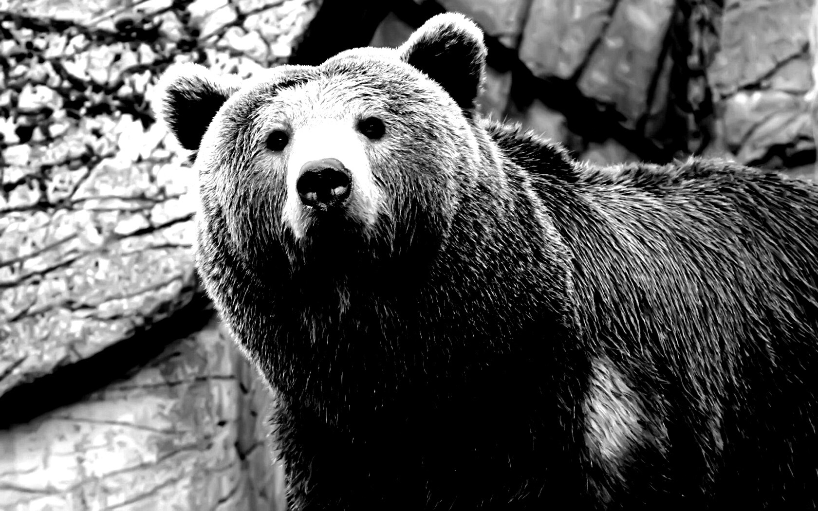 Бурый мишка обои