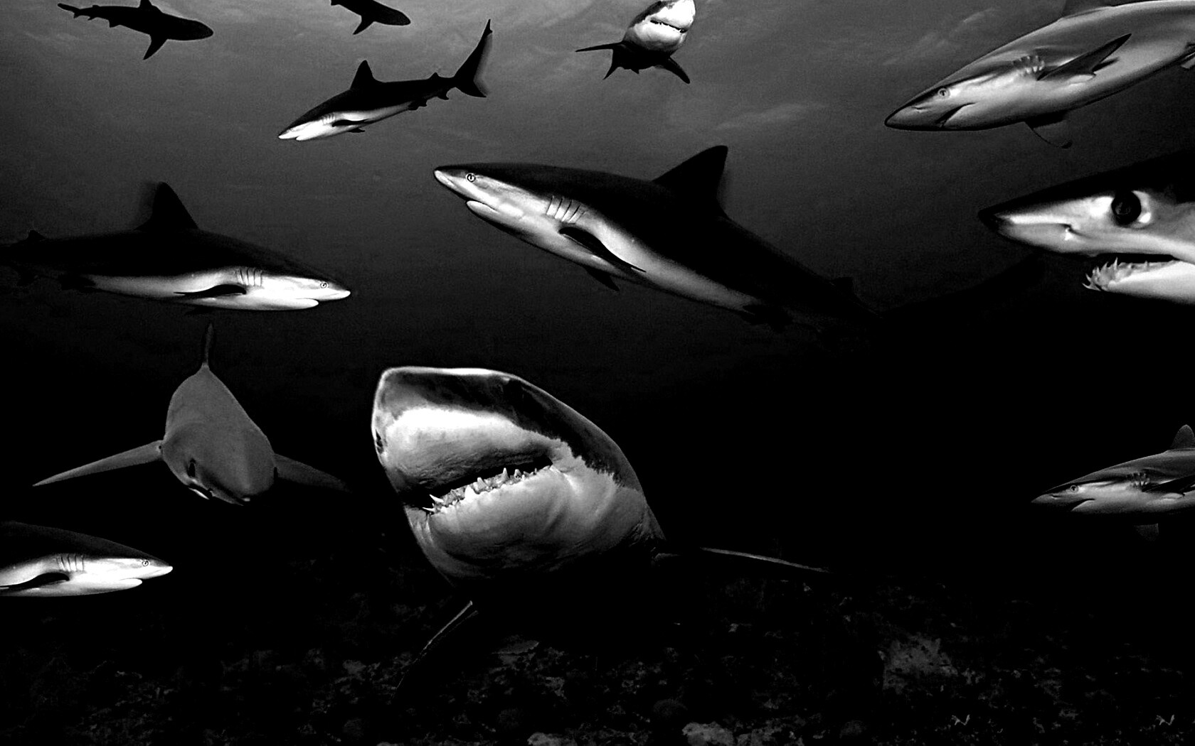 Стая акул обои