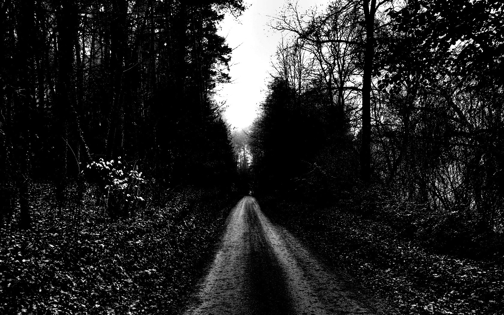 Дорога через лес обои