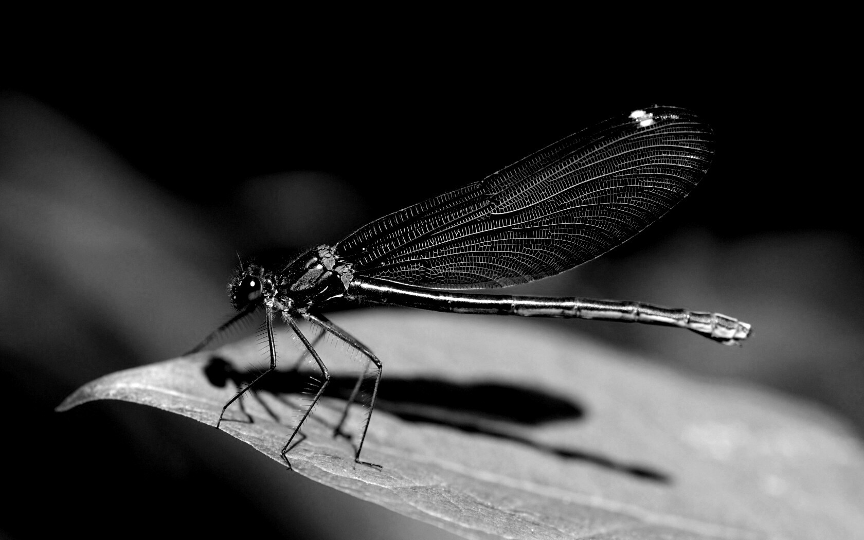 Стрекоза на листе обои