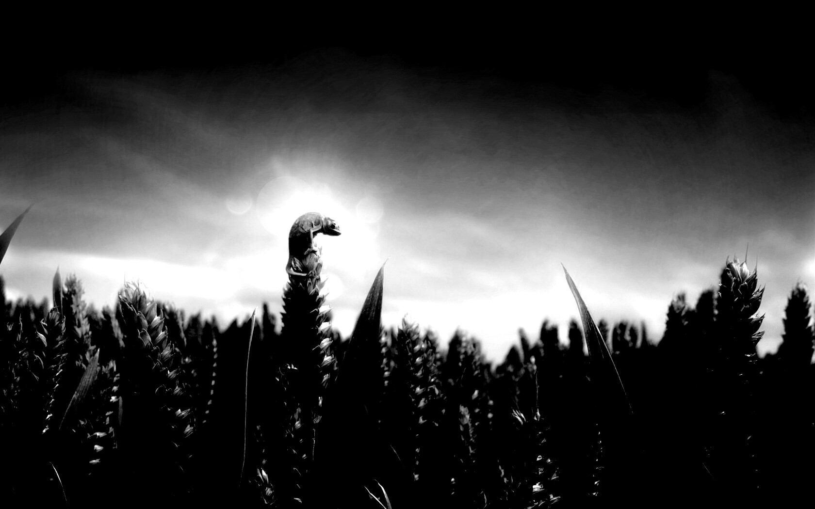 Маленький хамелеон на травинке обои