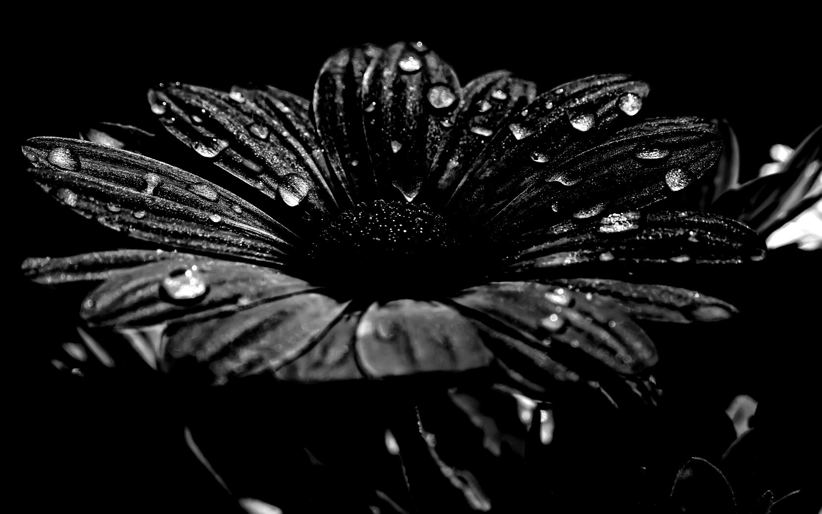 Мокрый от росы фиолетовый цветок обои