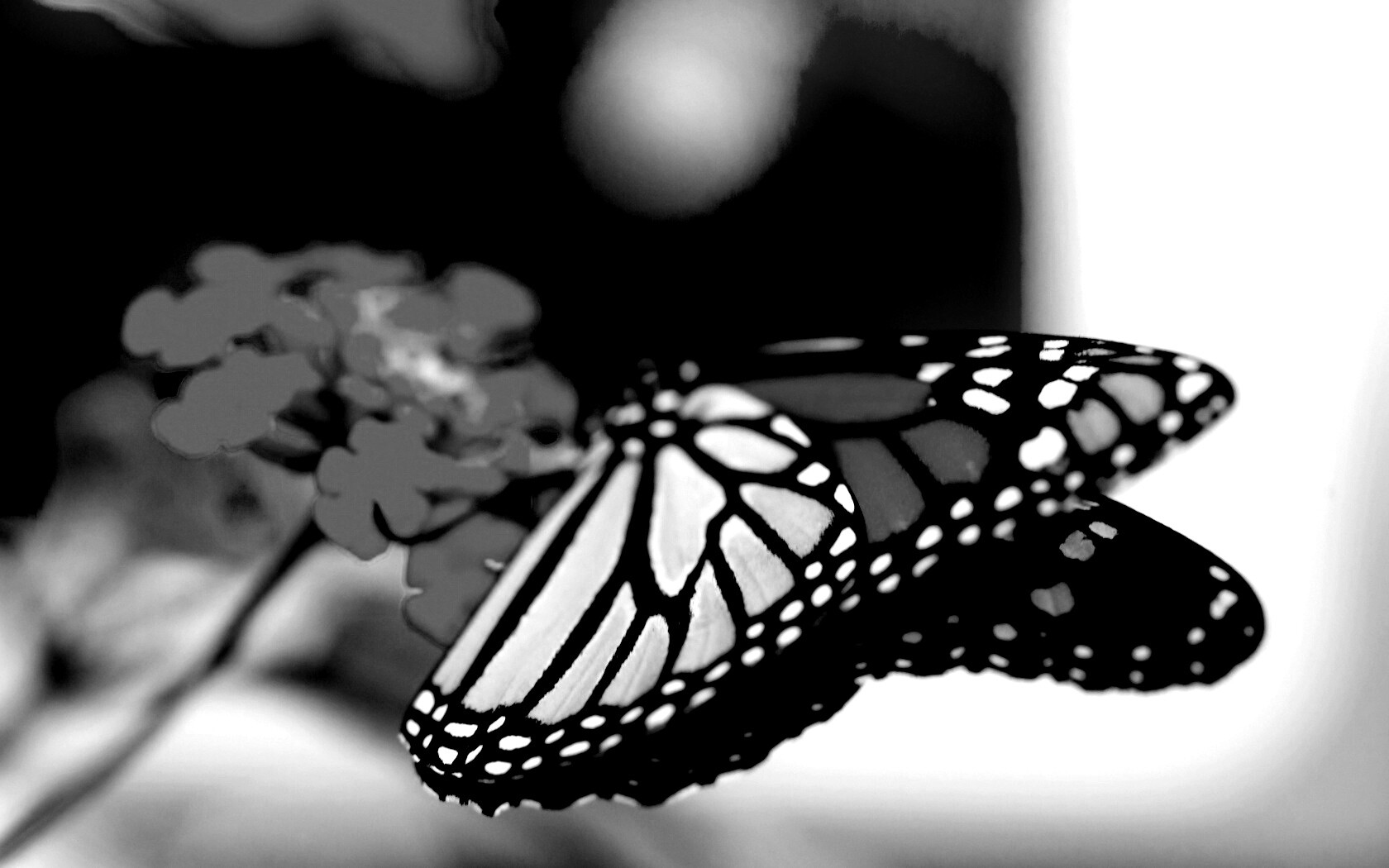 Бабочка на цветке в макро обои