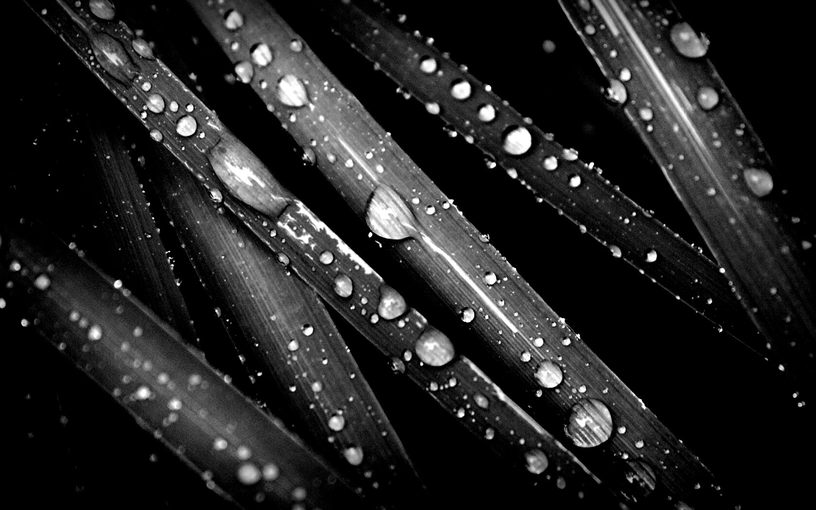 Капли на траве обои