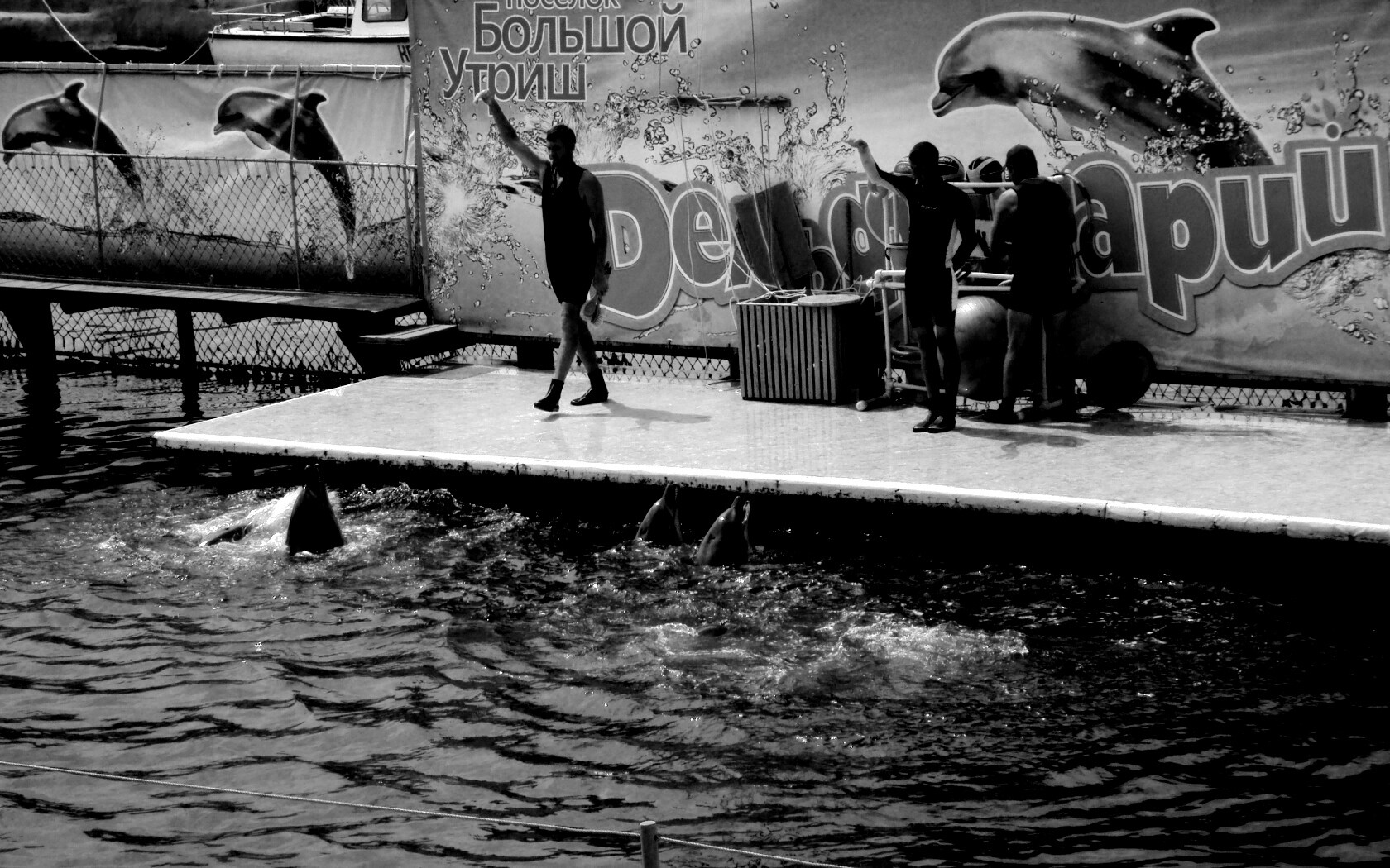 Утро в дельфинарии обои