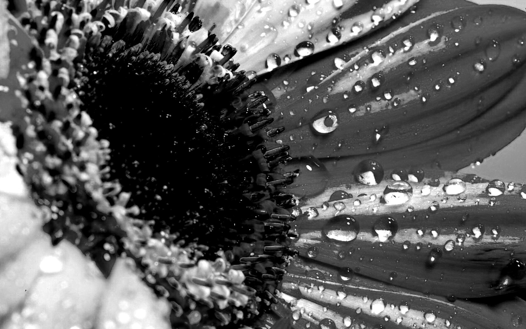 Цветик семицветик обои