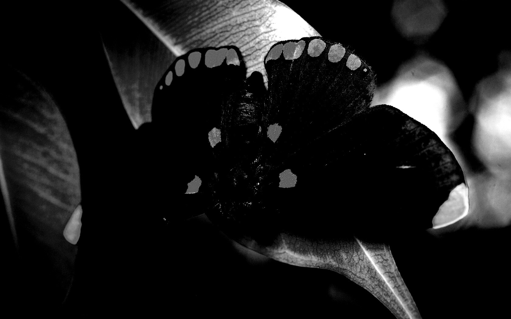 Бабочка на листе обои