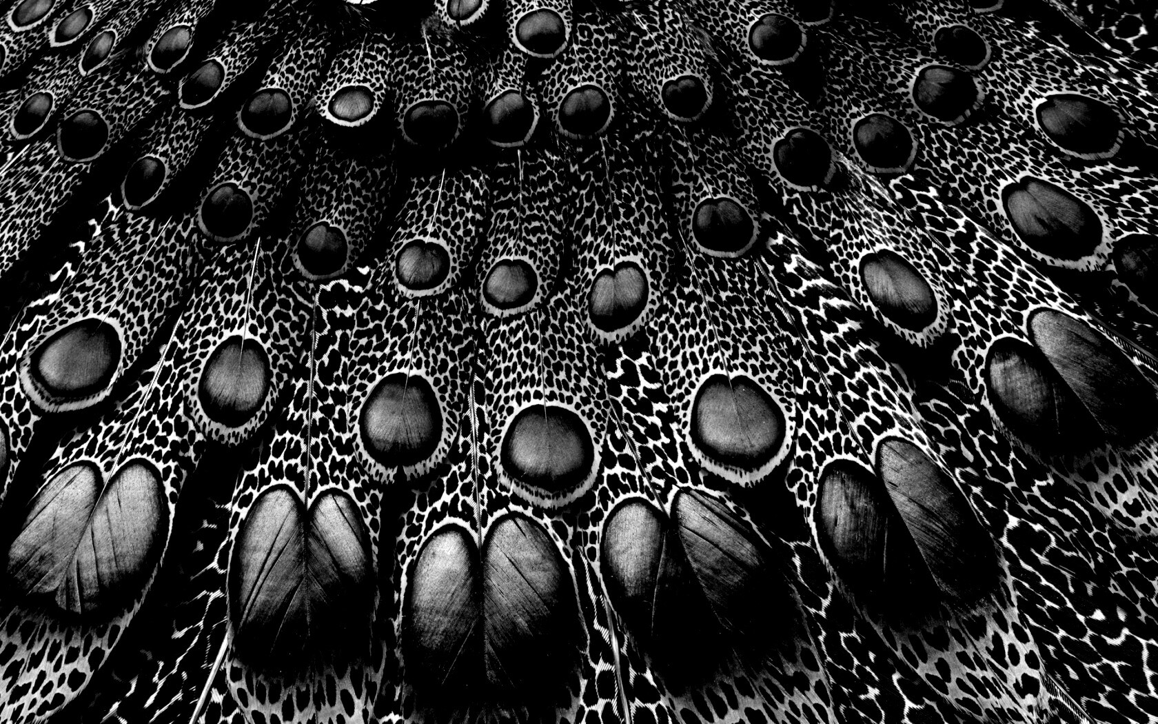 Хвост павлина обои