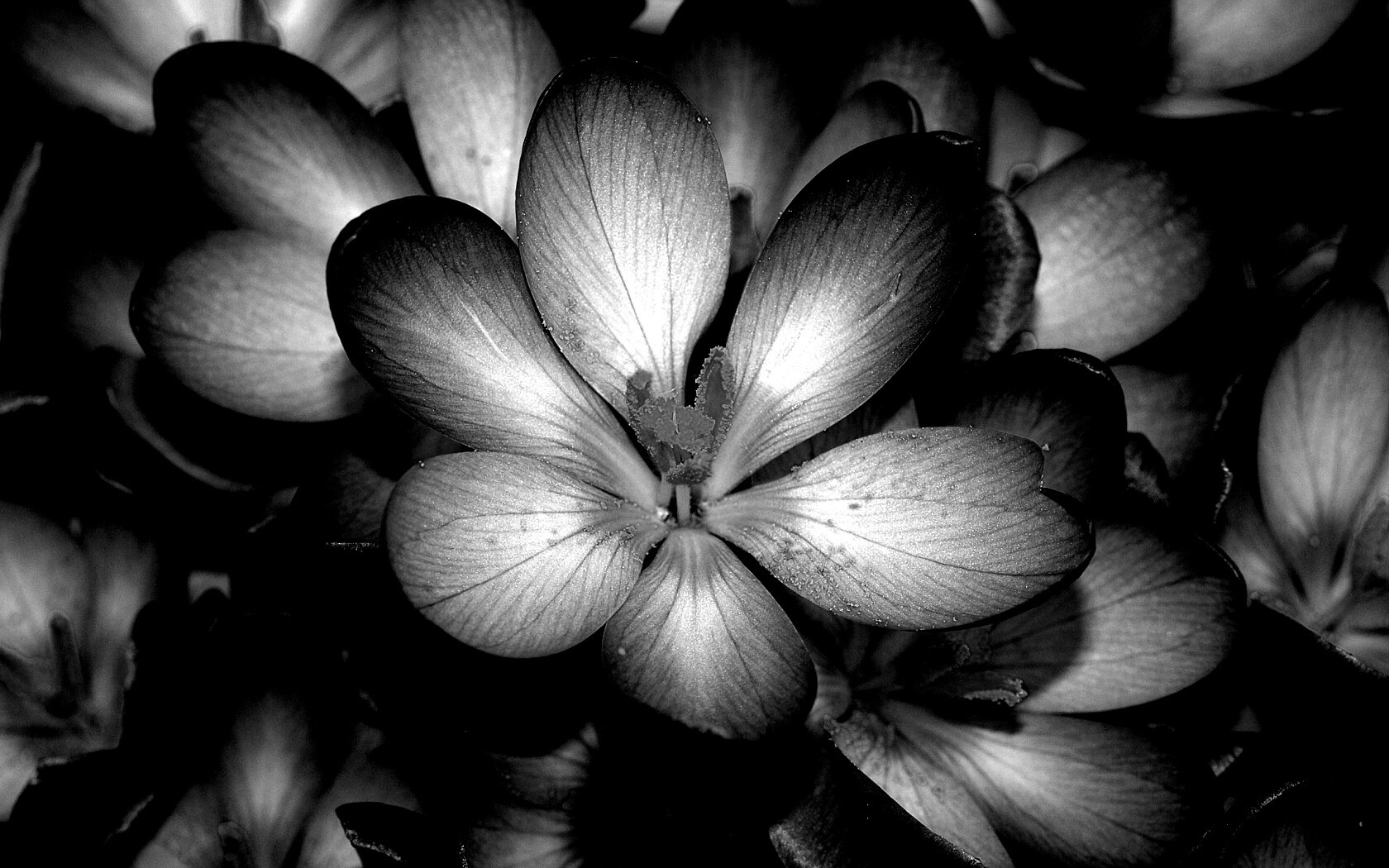 Сиреневый цветок обои