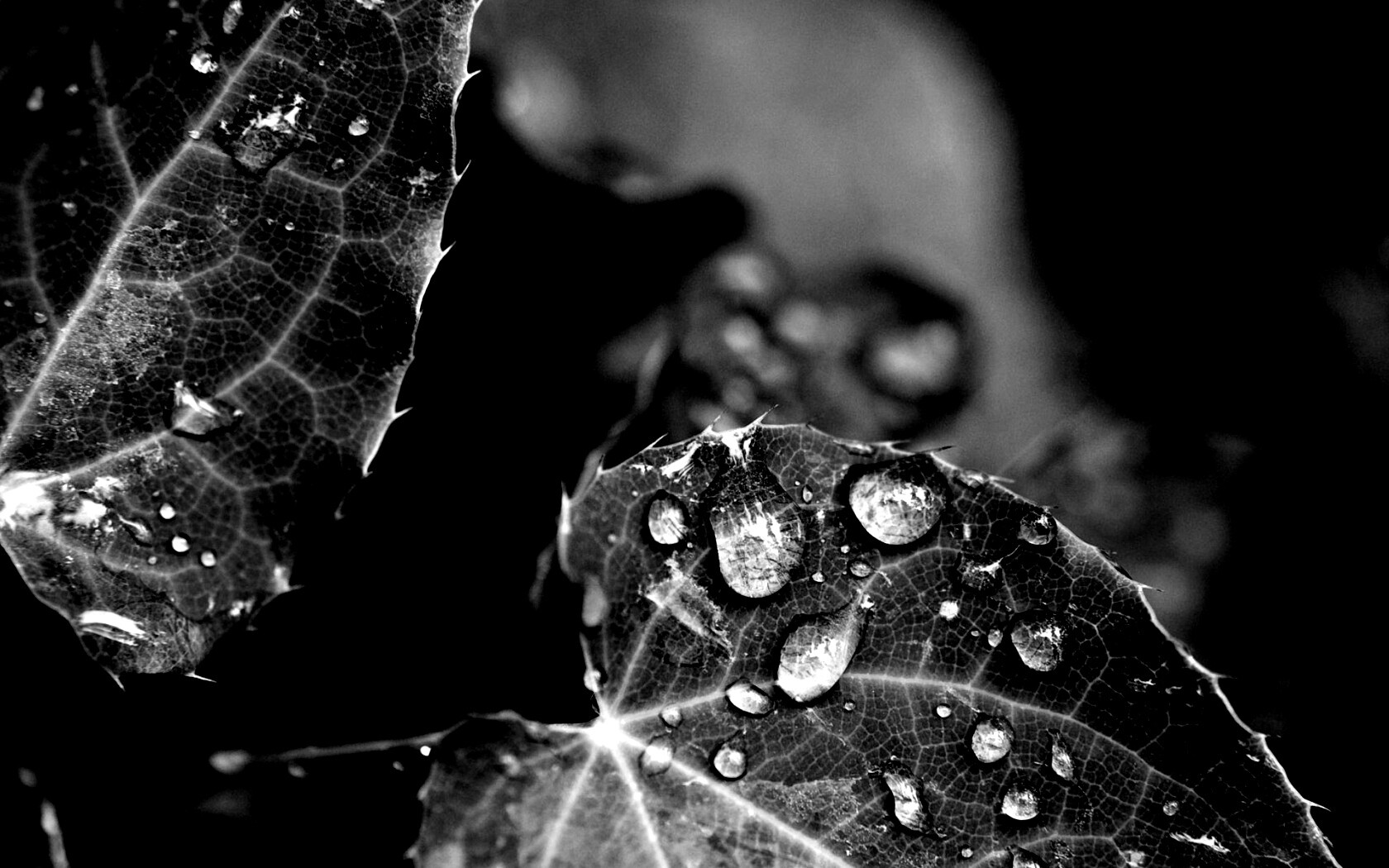 Капельки росы на листьях обои