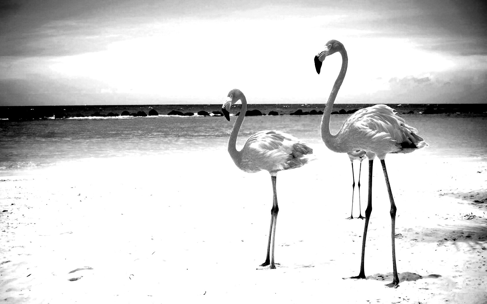 Розовые фламинго на пляже обои