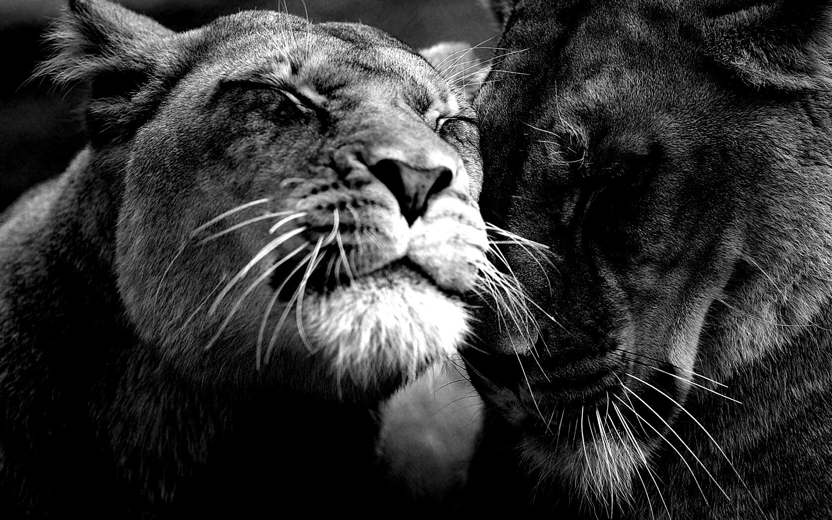 Нежные львы обои