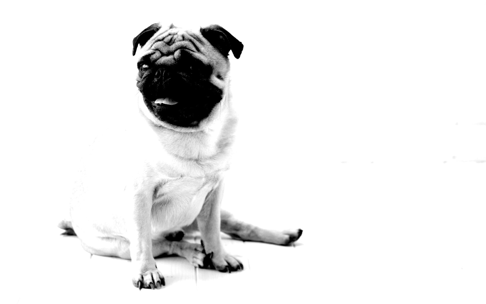 Симпатичный мопс на полу обои