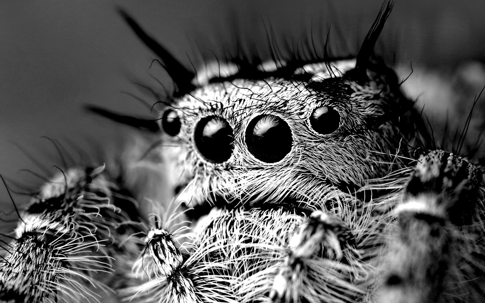 Паук в макро обои