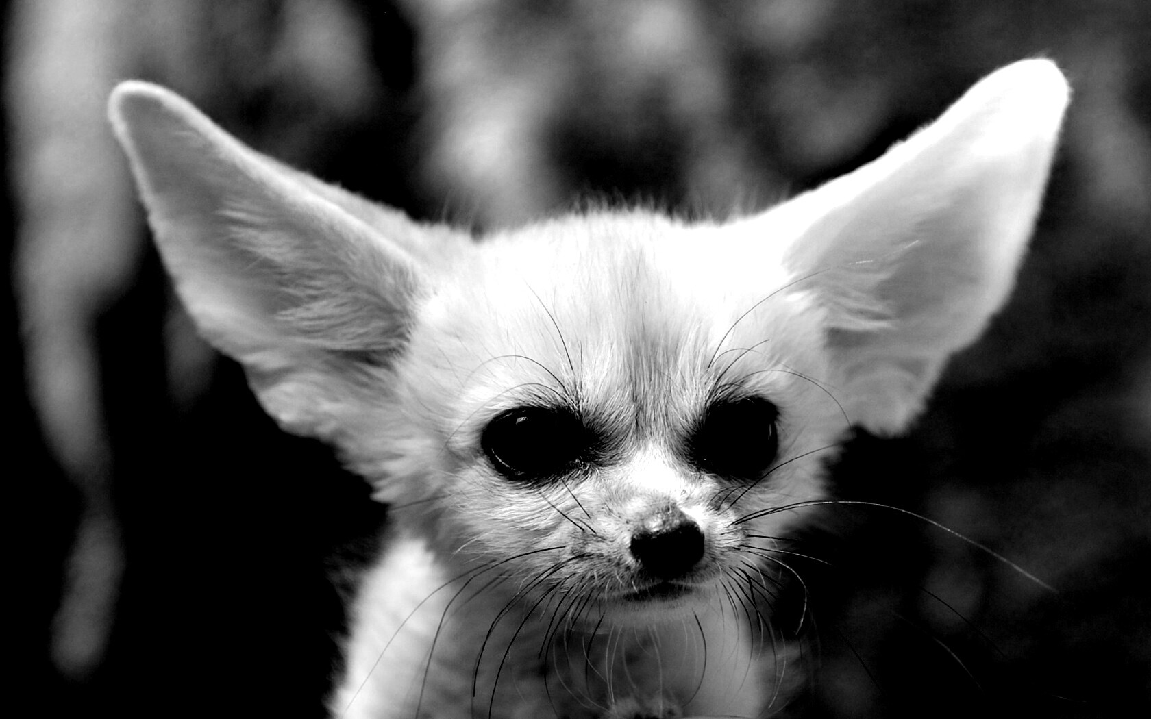 Угрюмый ушан обои