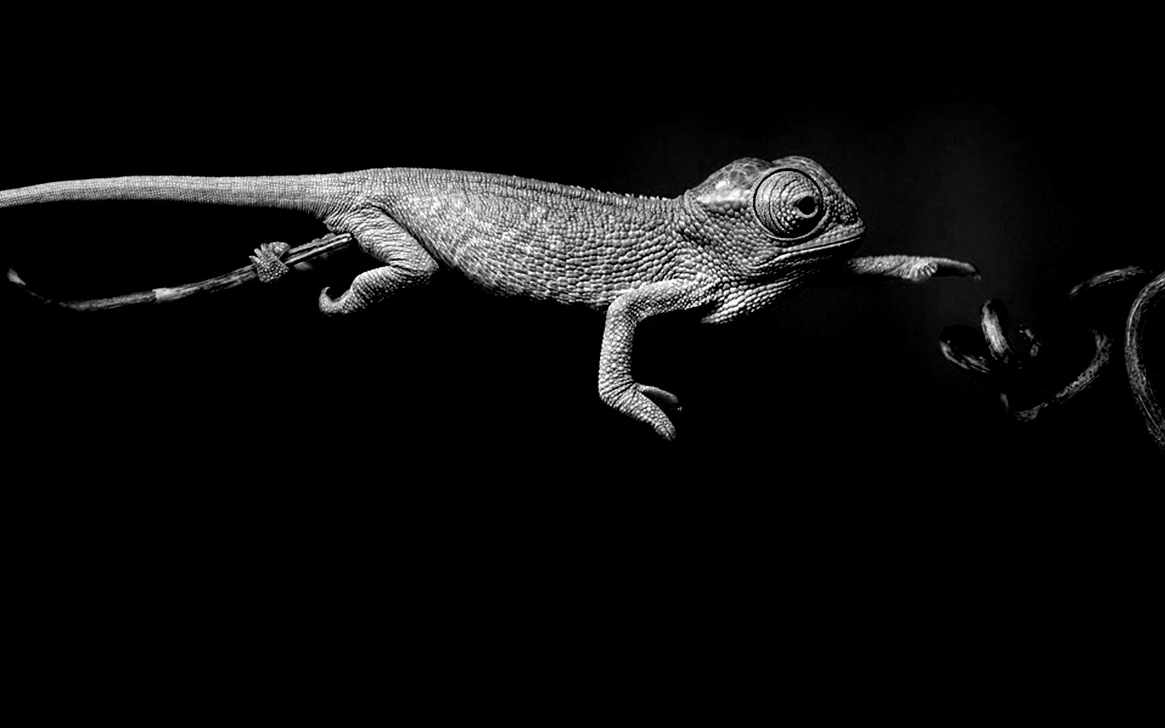 Ящерка тянется к ветке обои