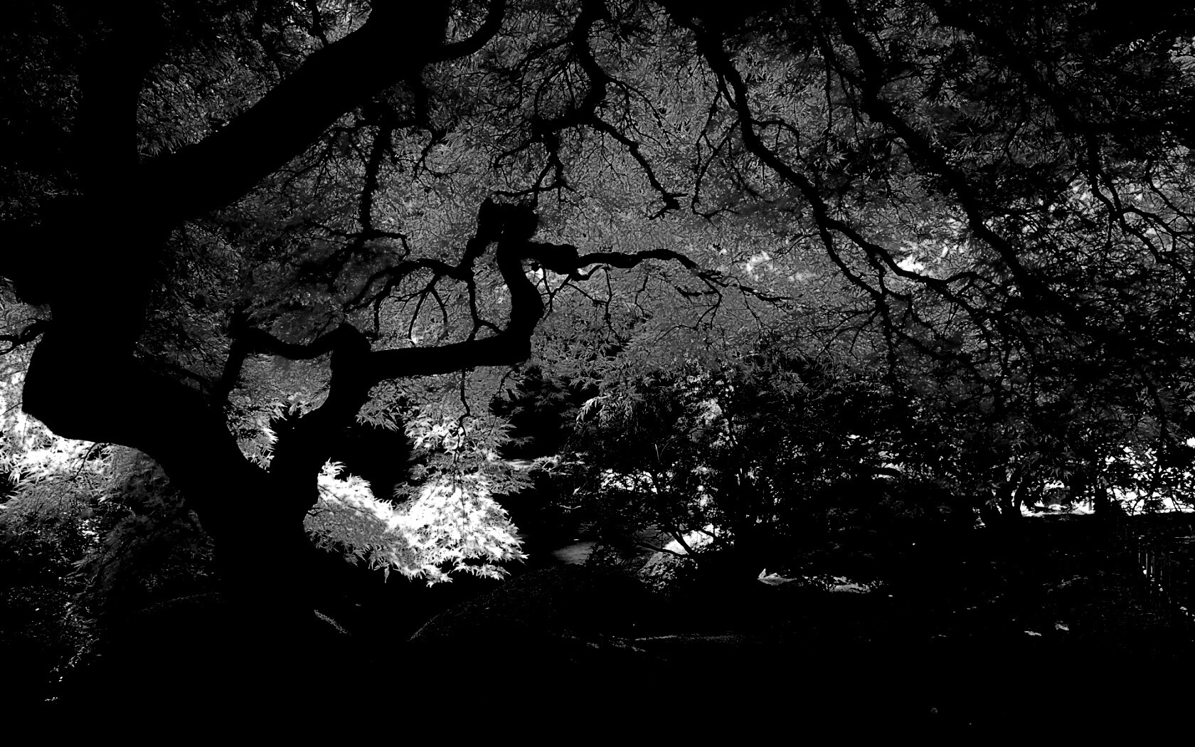 Под оранжевой кроной обои