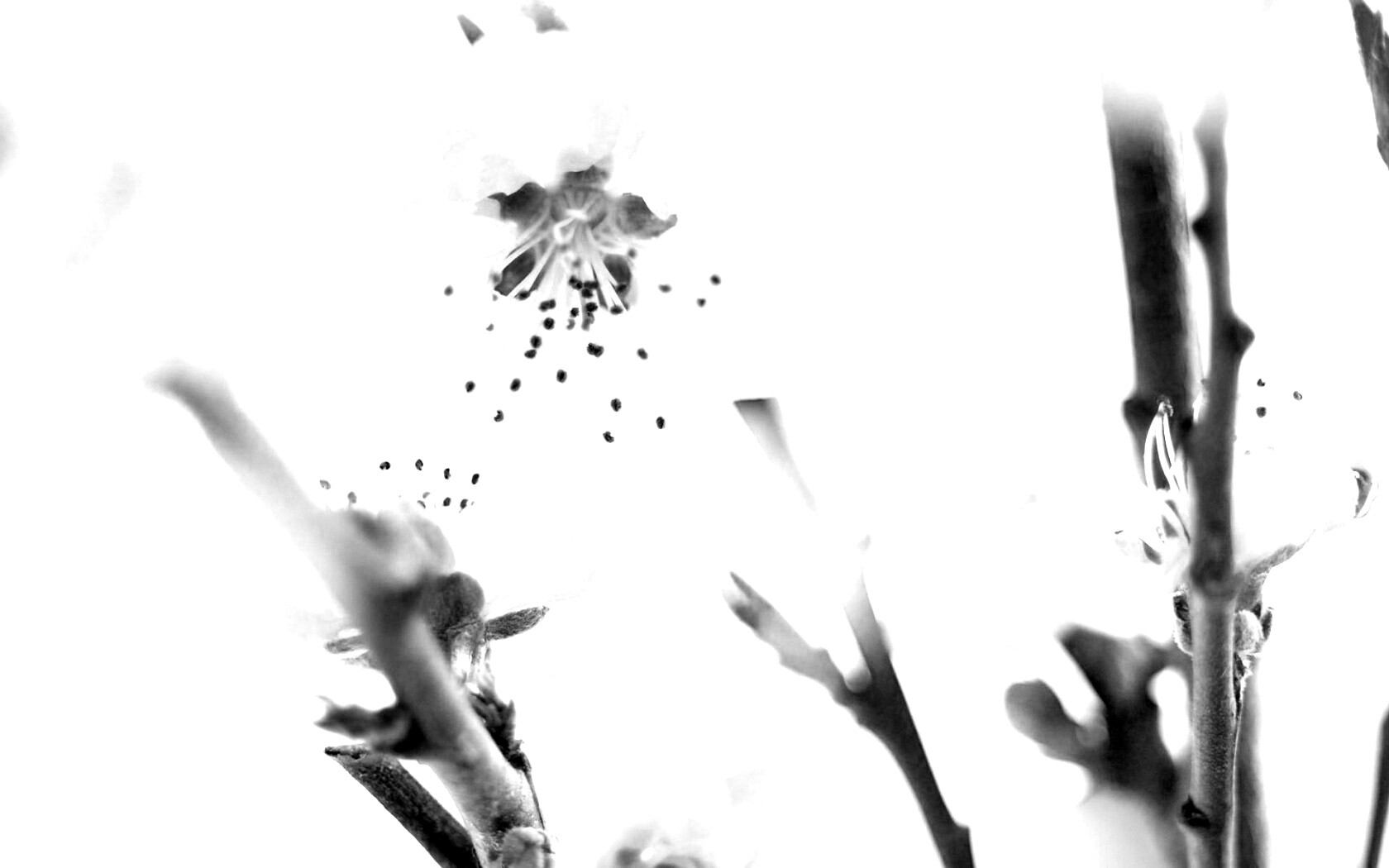 Нежные розовые цветы обои