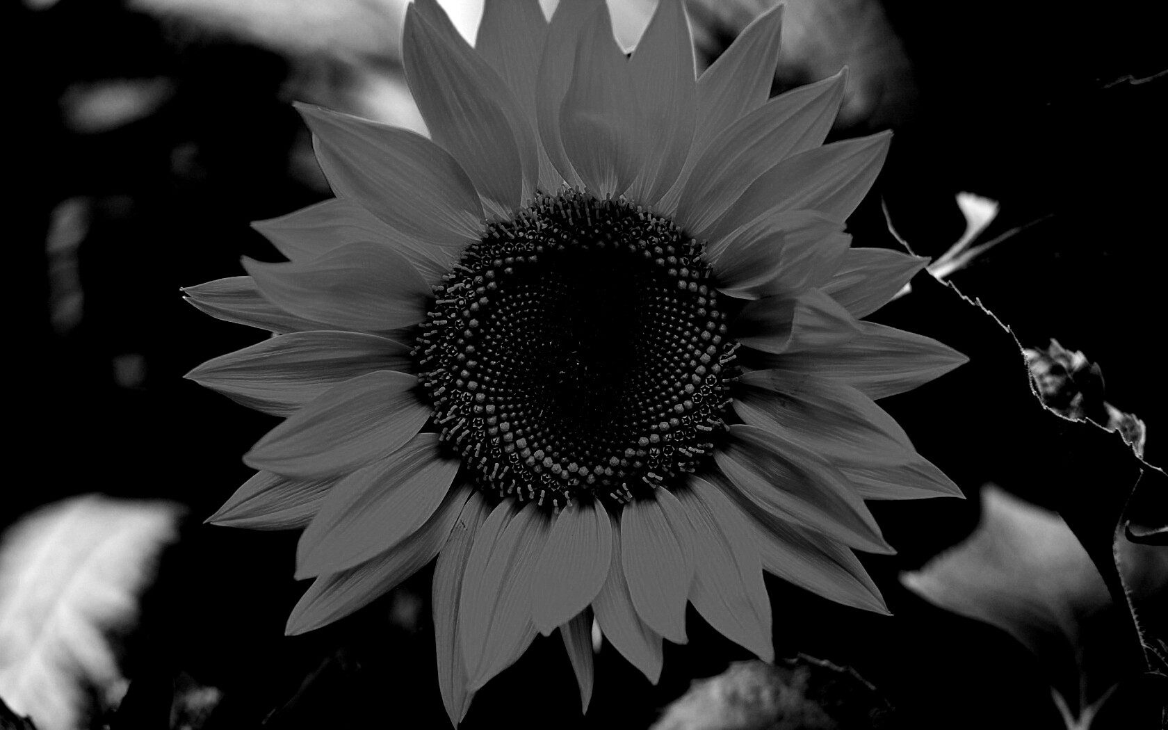 Подсолнух на поле обои