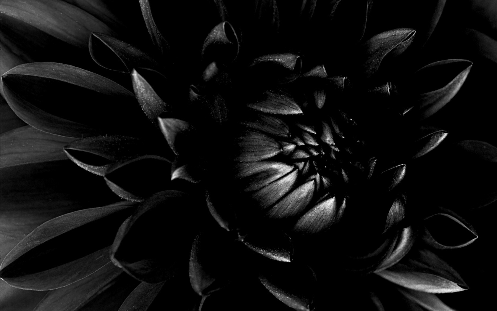 Цветок обои