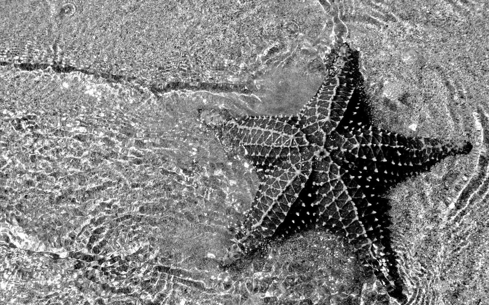 Морская звезда обои