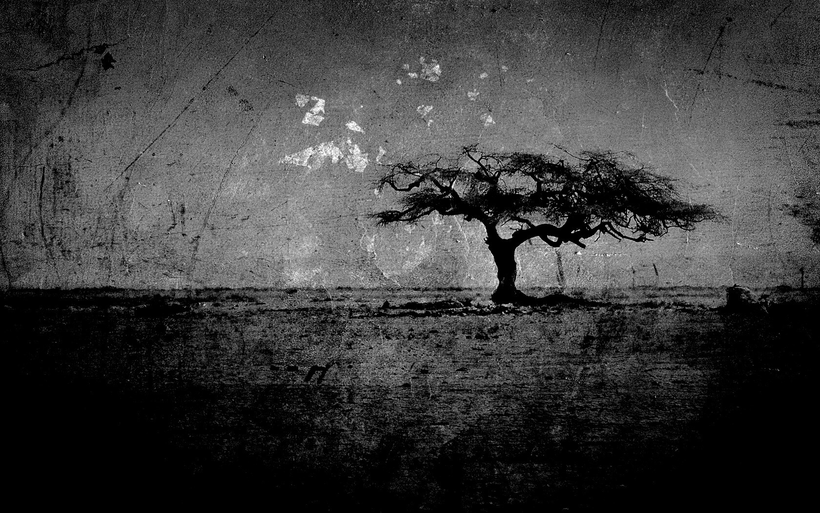 Гранжевое дерево в саванне обои