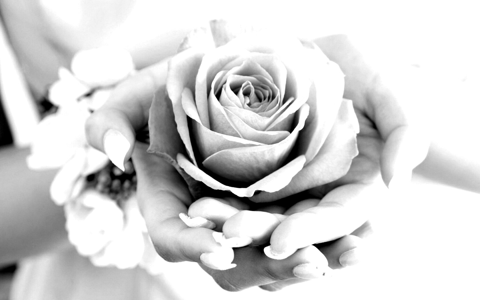 Роза в женских руках обои