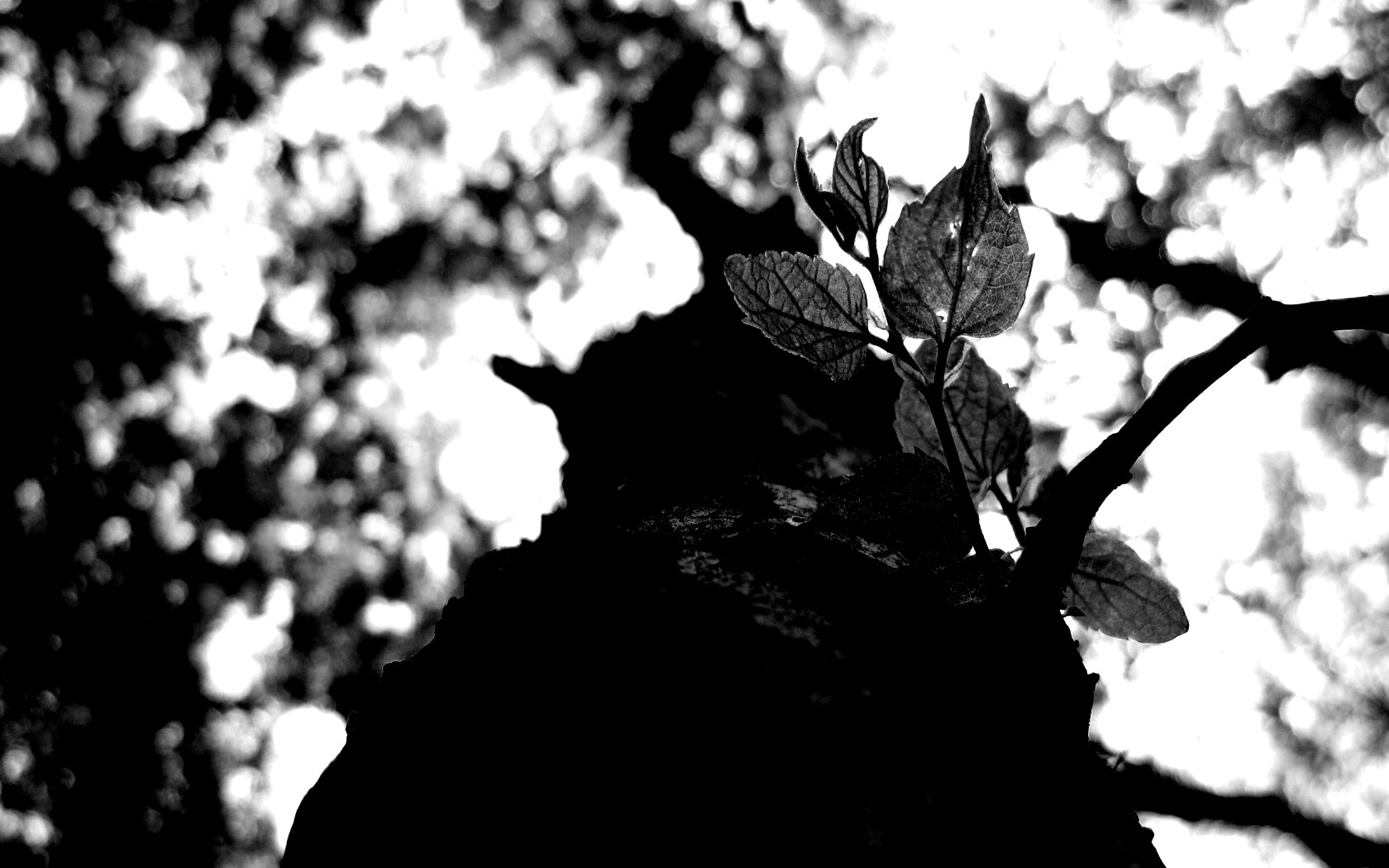 Ствол дерева обои