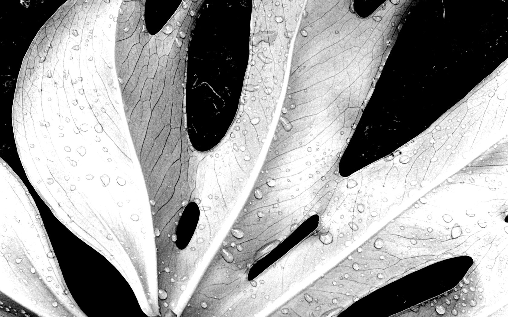 Белый лист обои