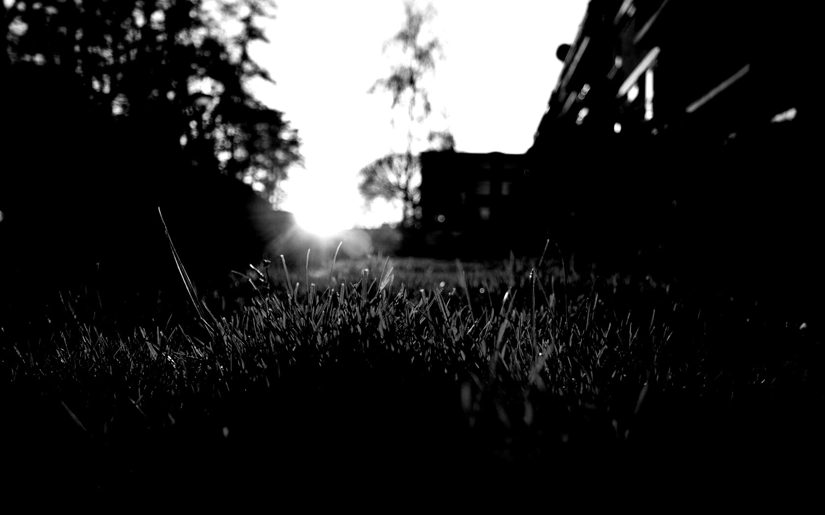 Трава во дворе обои