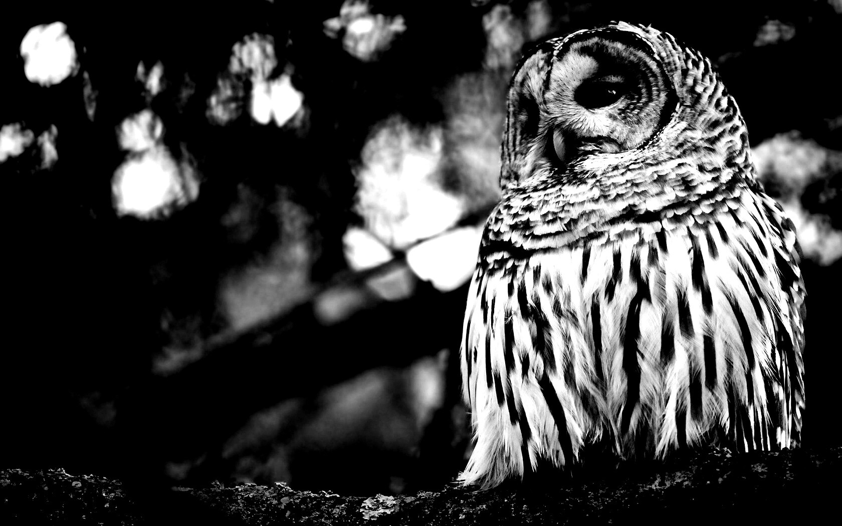 Сова на ветке обои