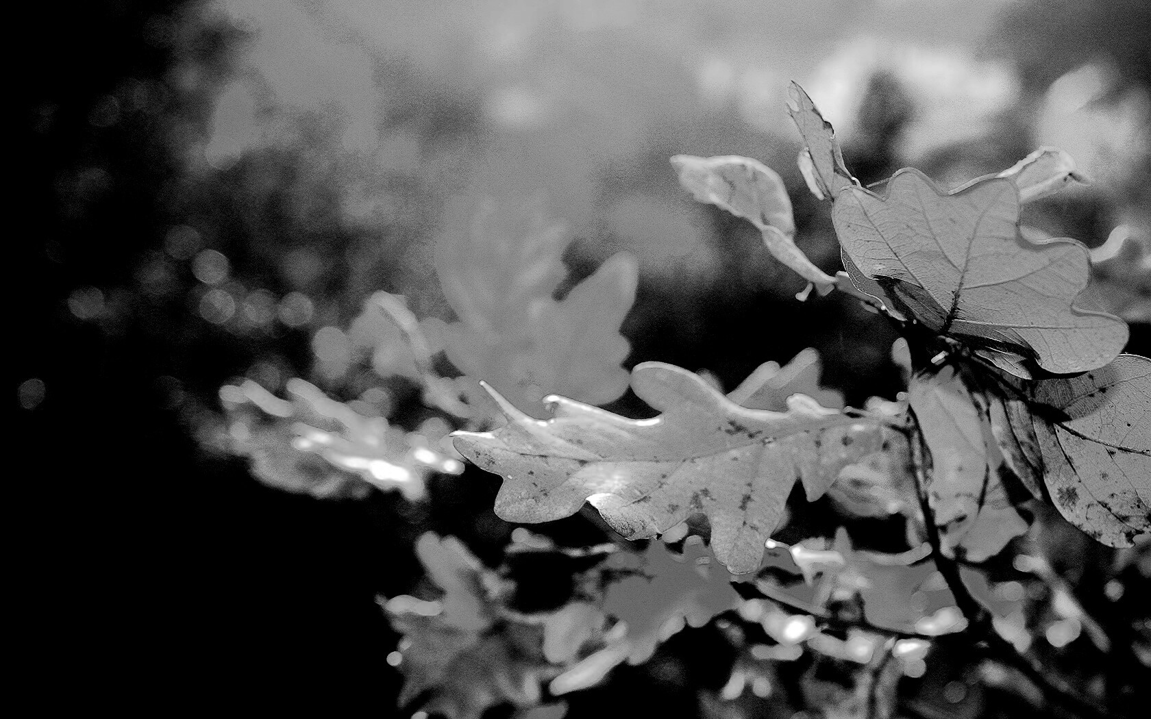 Дубовые листья обои