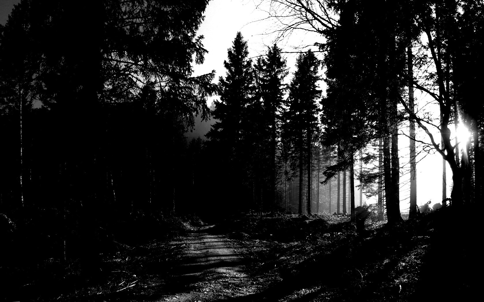 Лесная дорога обои