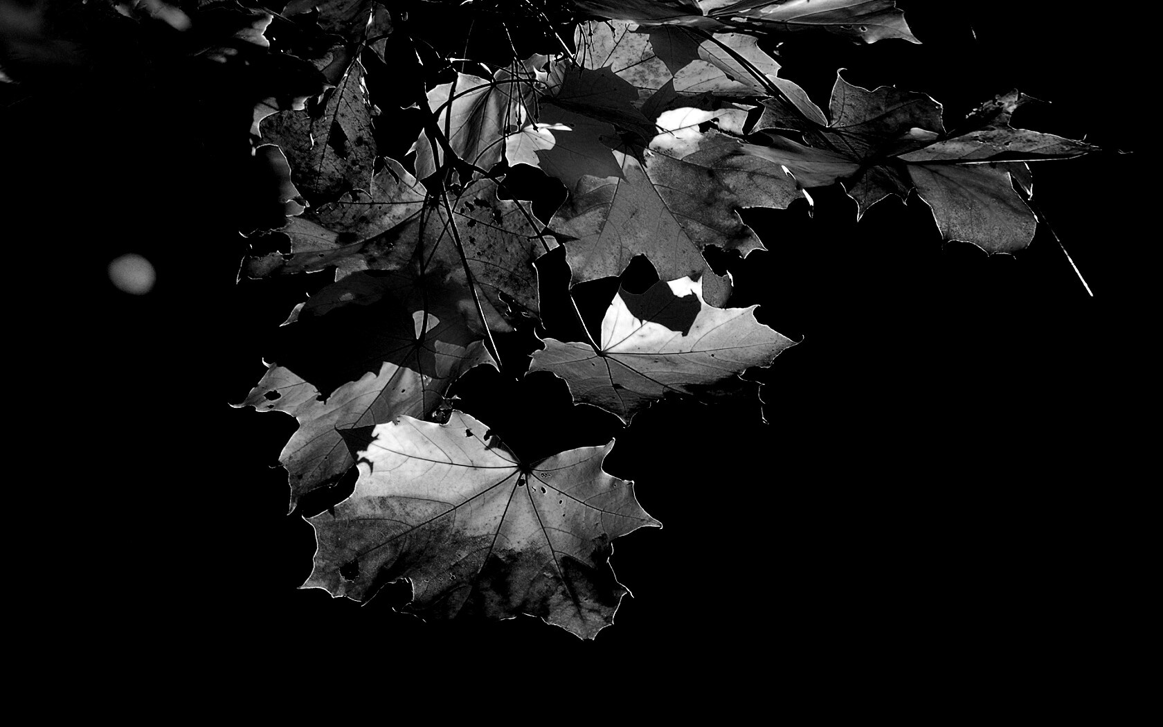 Колоритные осенние листья обои