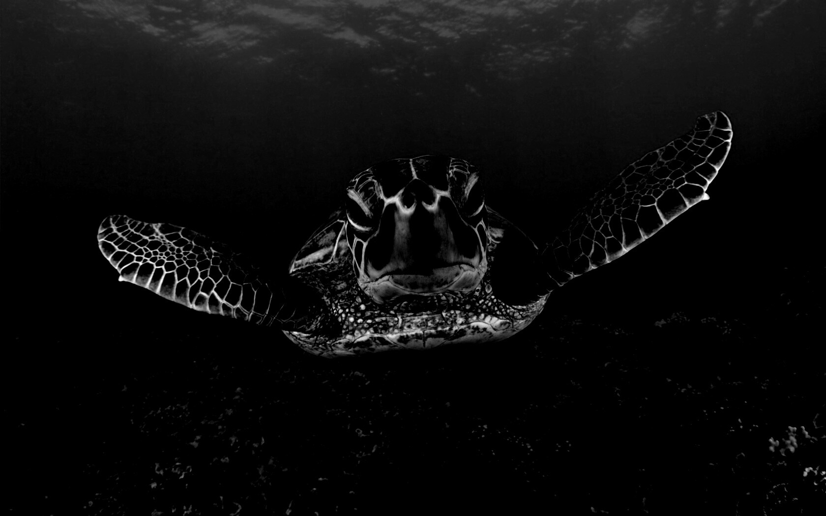 Морская черепаха обои