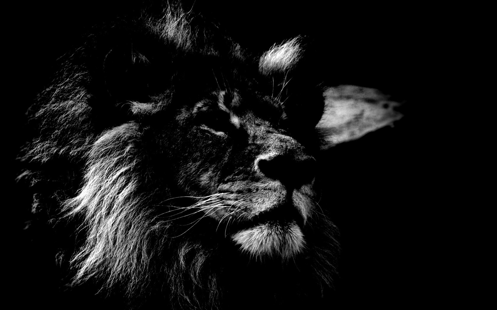 Гордый черно-белый лев обои