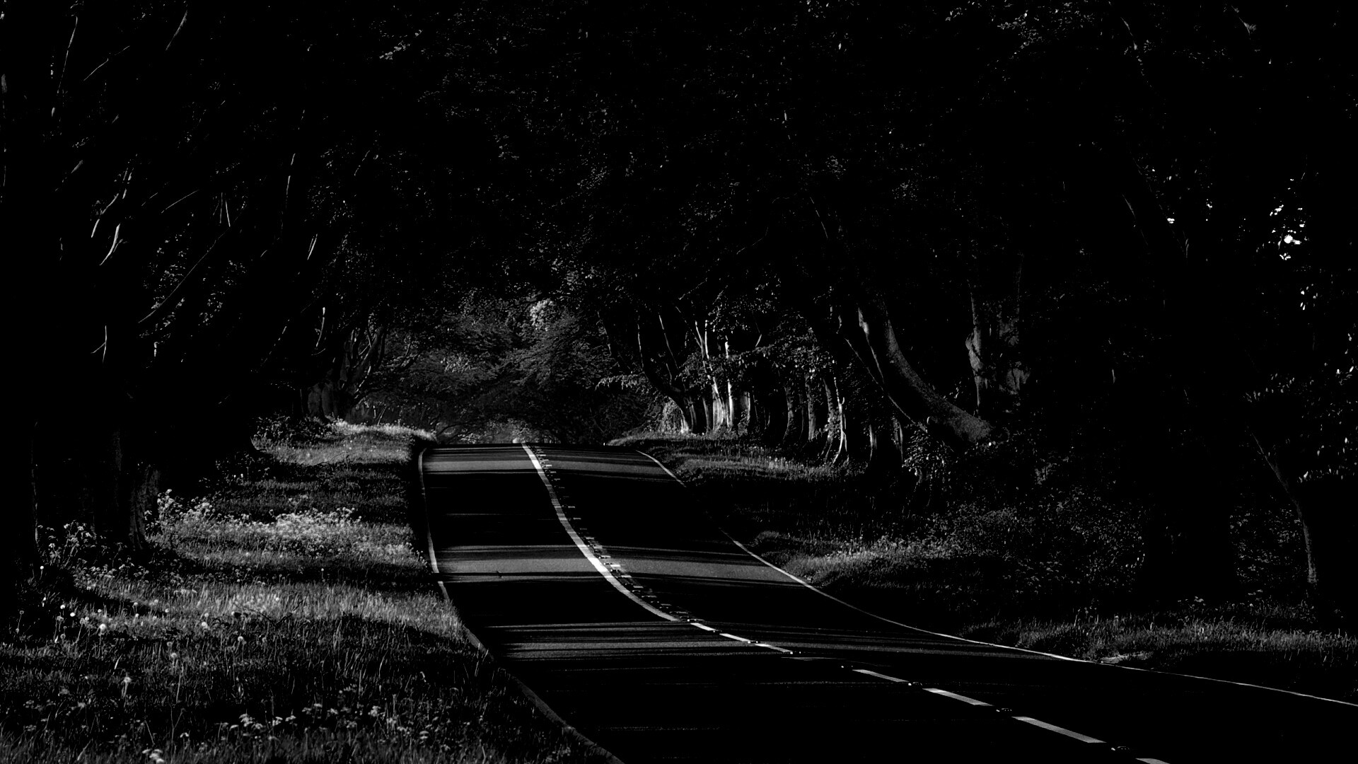 Трасса в тени деревьев обои