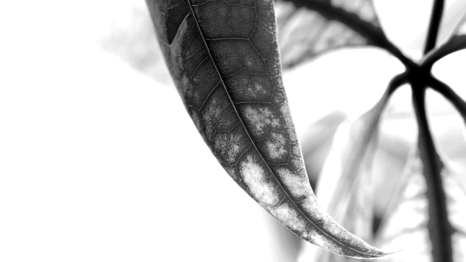 Зеленый листок обои