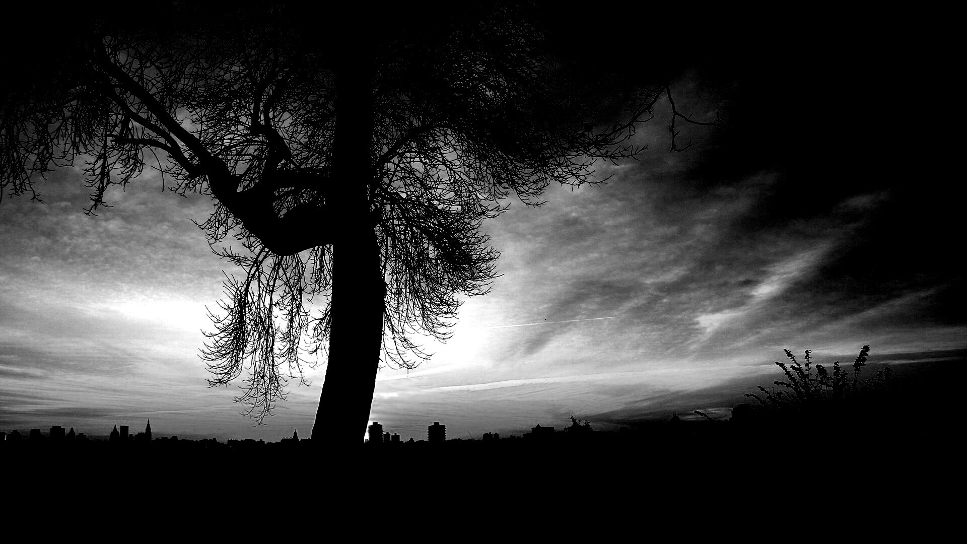 Одинокое дерево обои