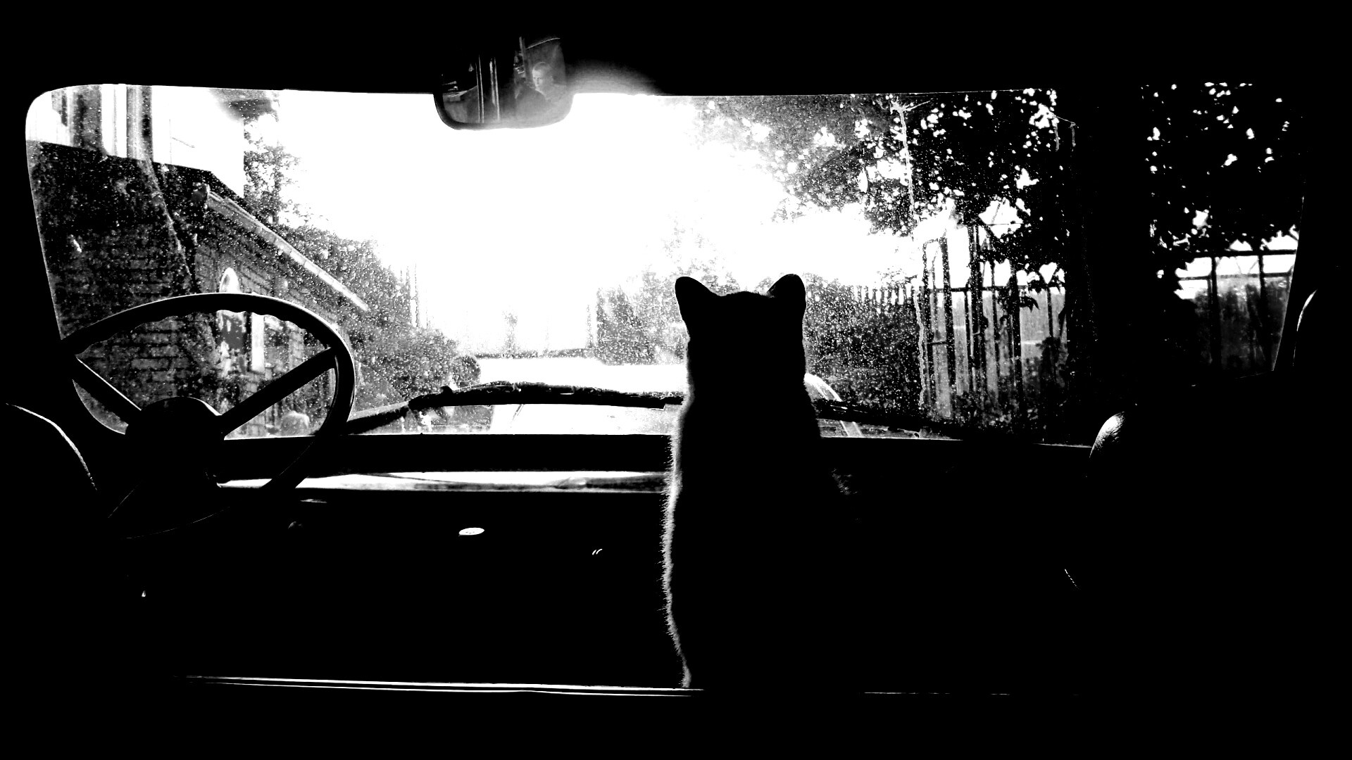 Кот навигатор обои