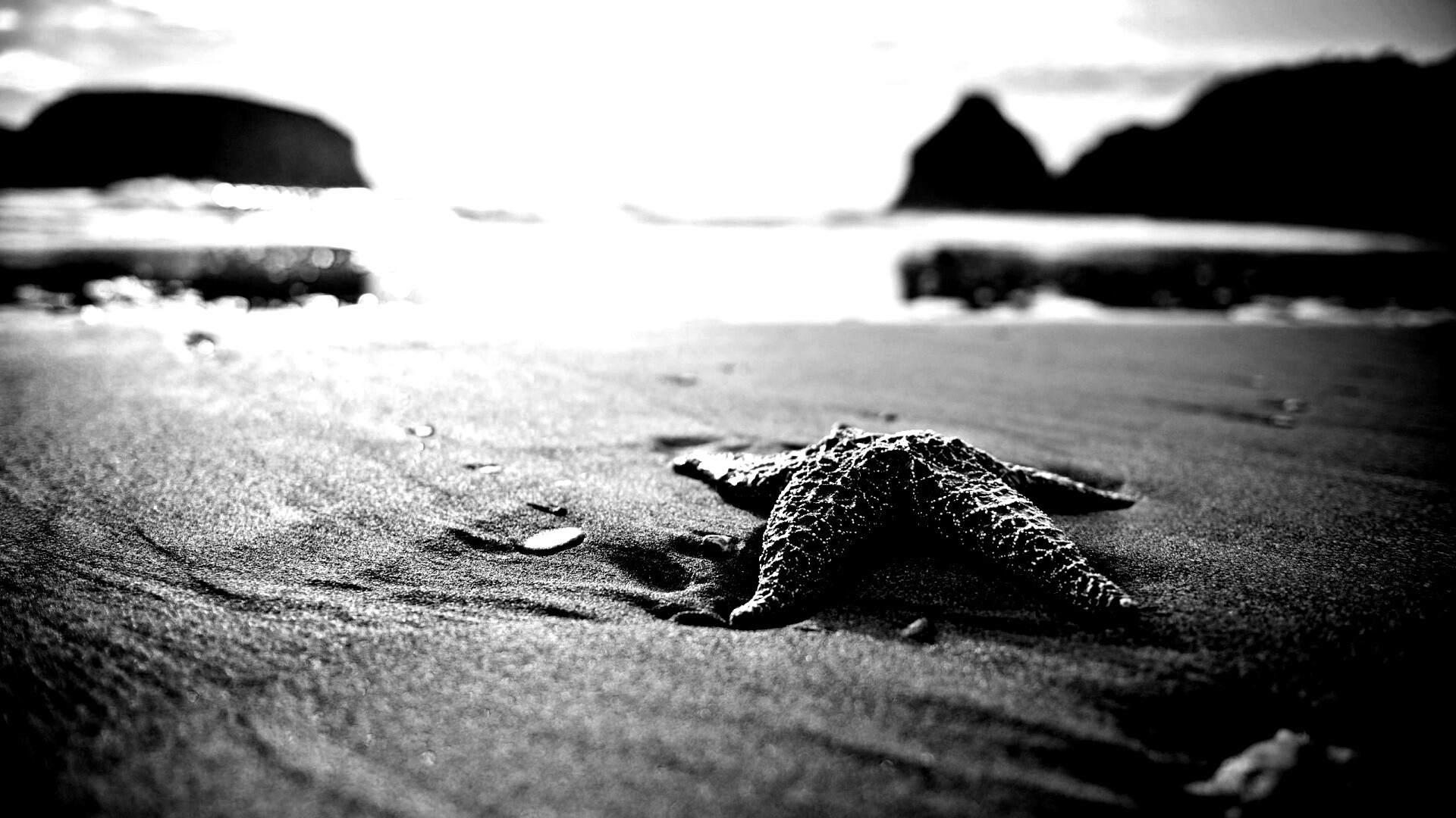 Морская звезда обои