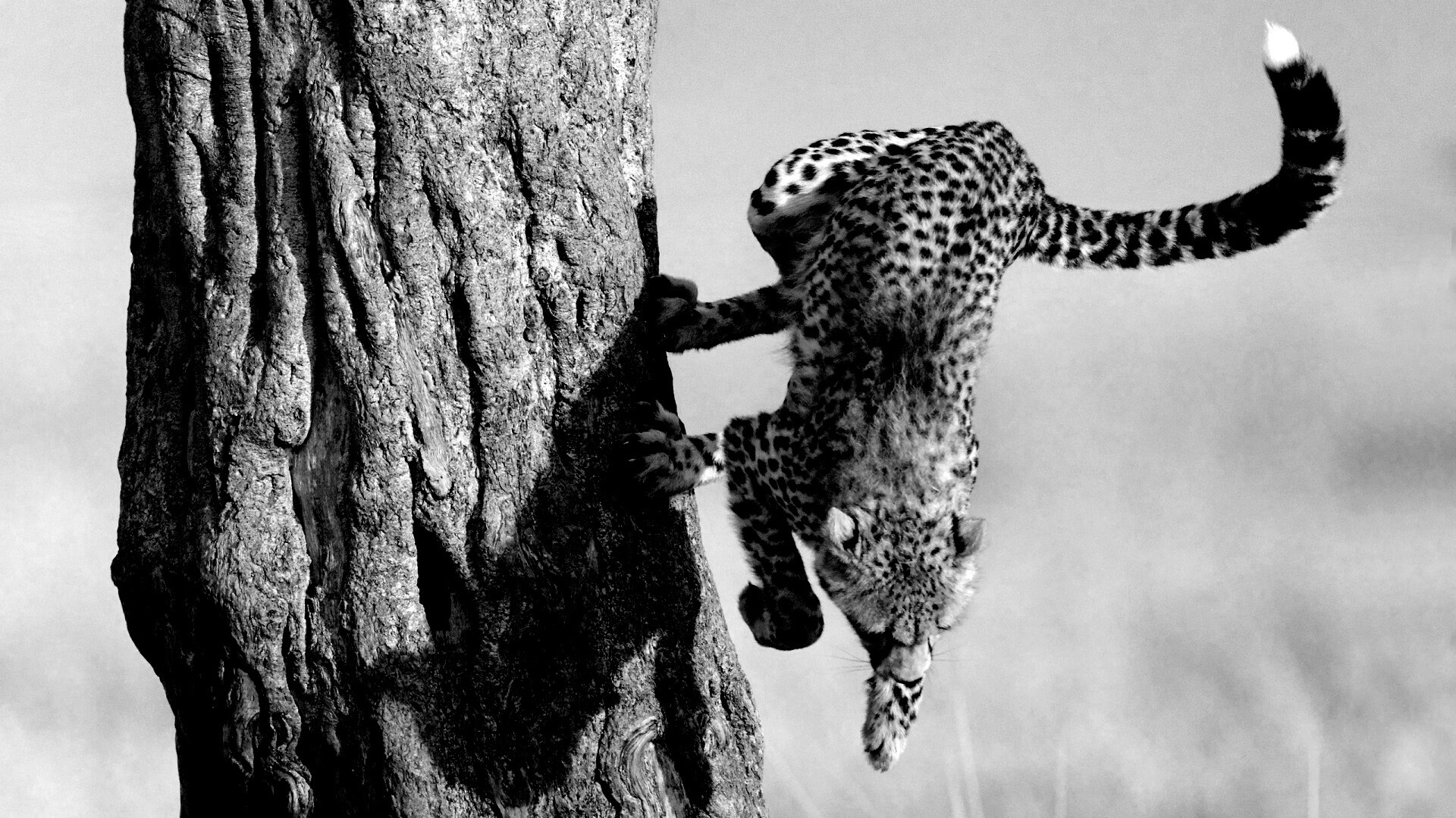 Скалолаз обои