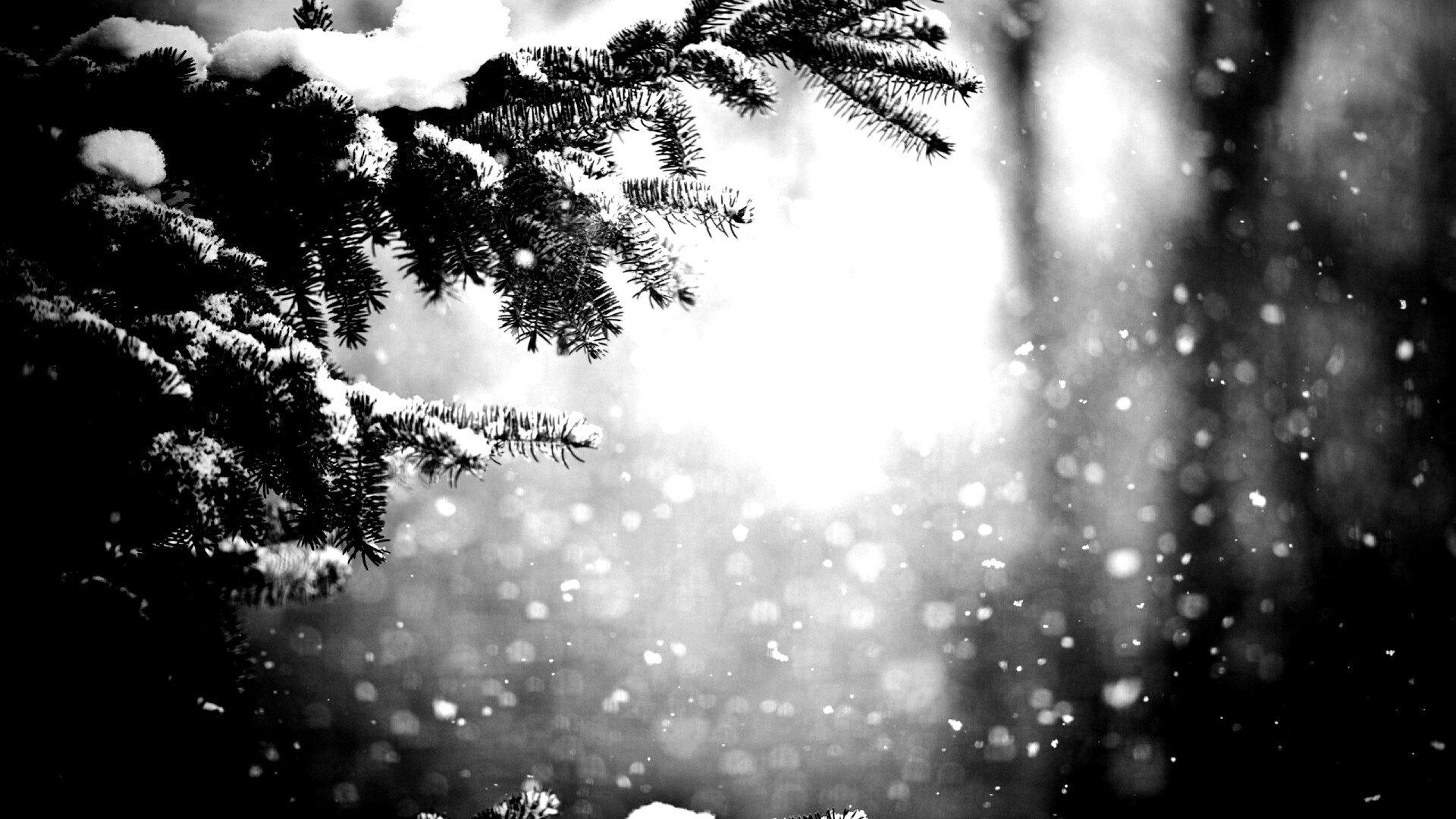 Еловые лапы в снегу обои