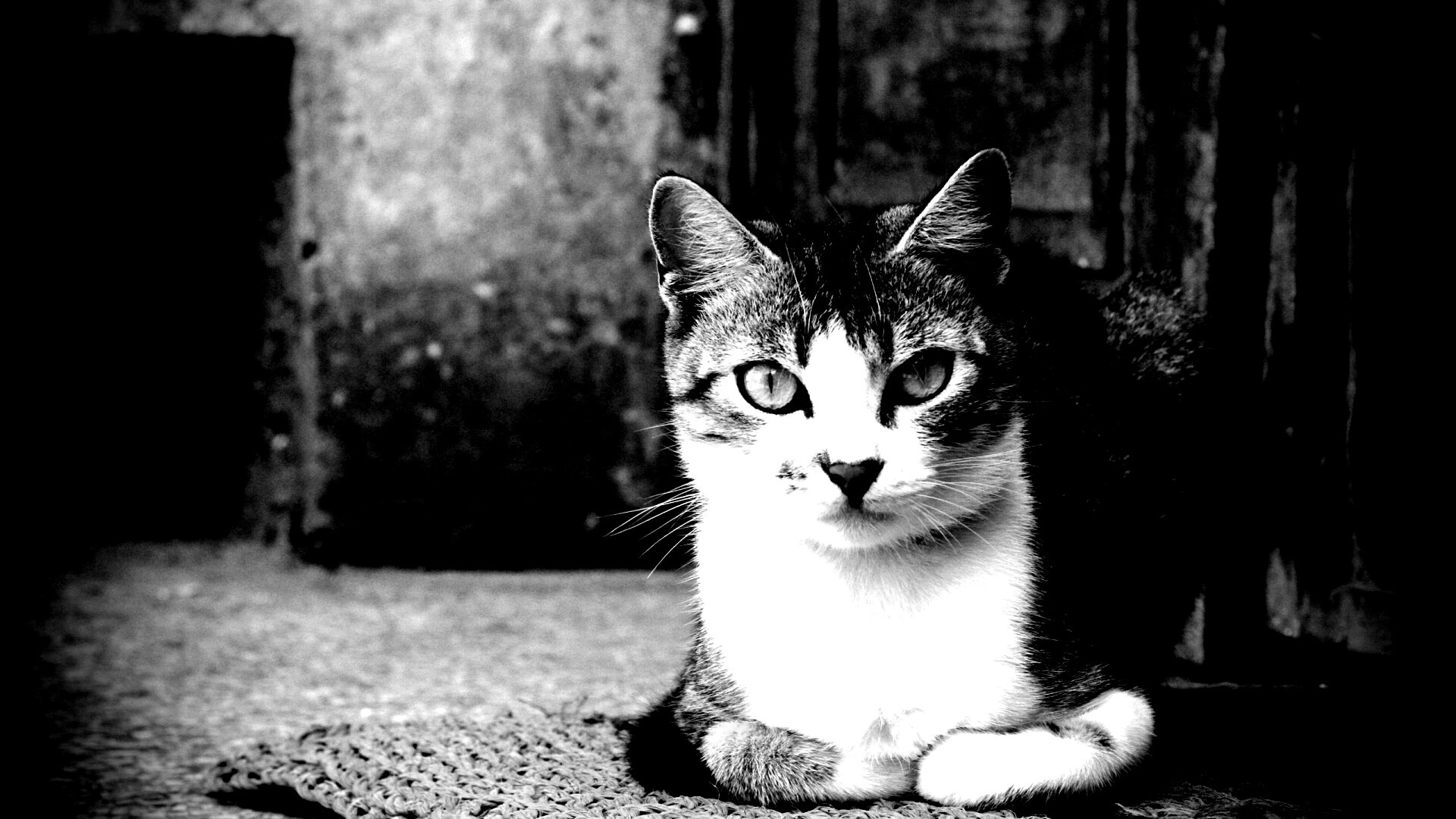 Кошечка на подстилке обои