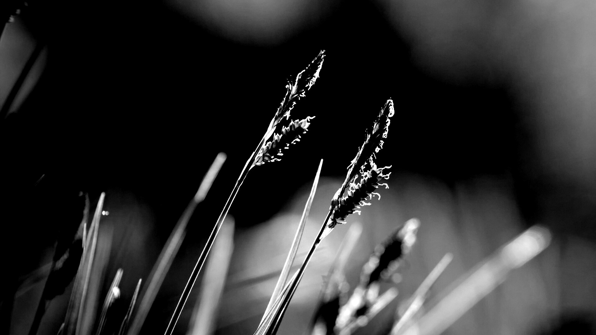 Макро фото луговой травы обои