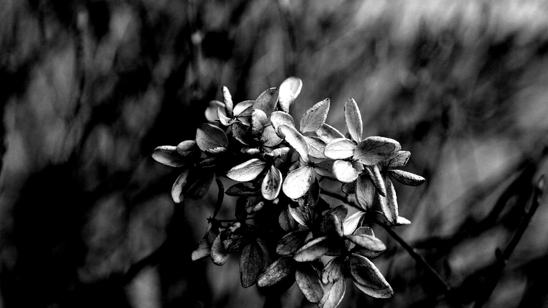 Увядший цветок обои